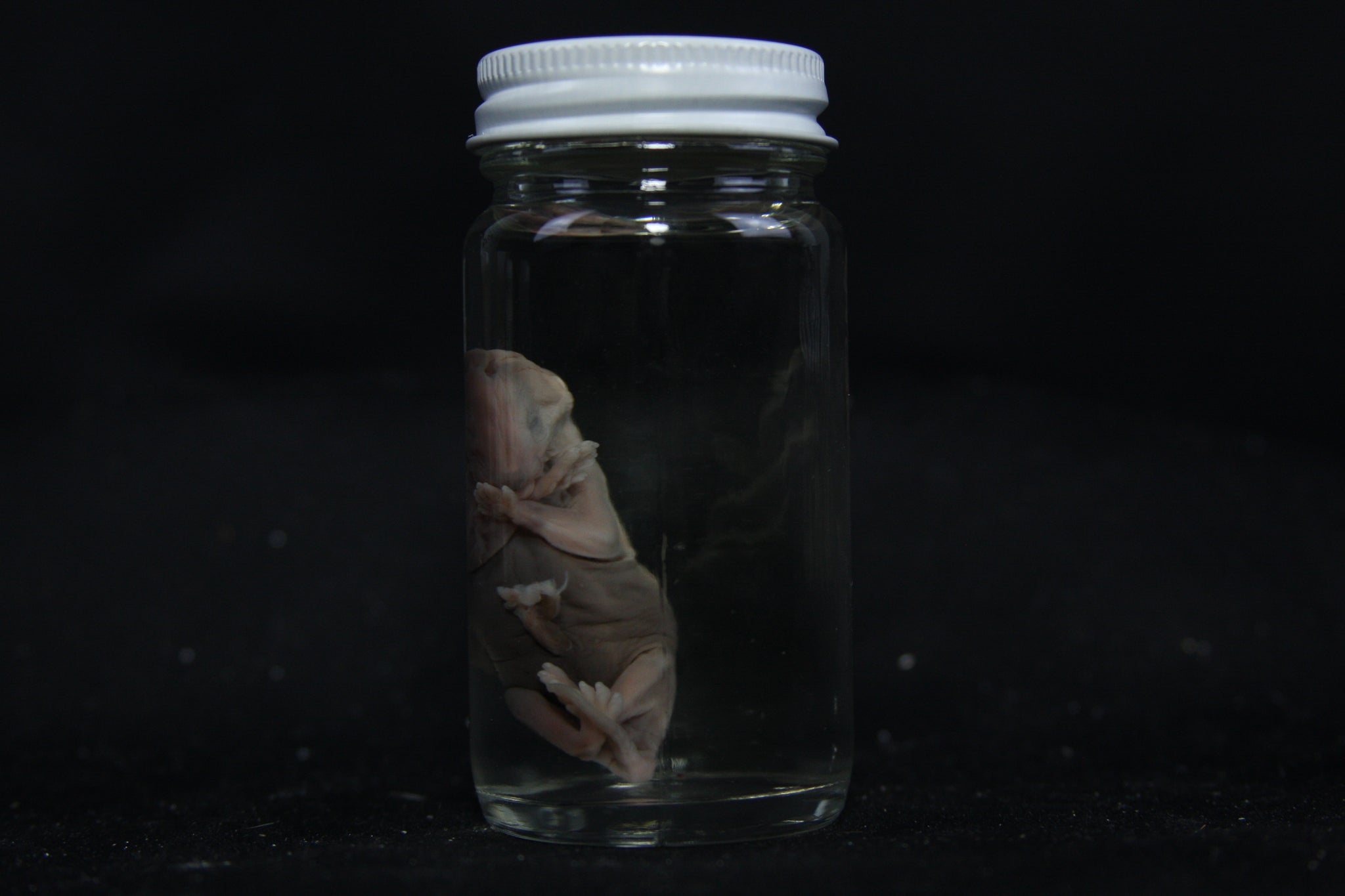 Fetal Raccoon Wet Specimen