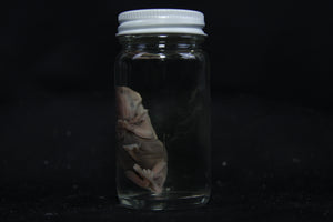 Fetal Raccoon Wet Specimen