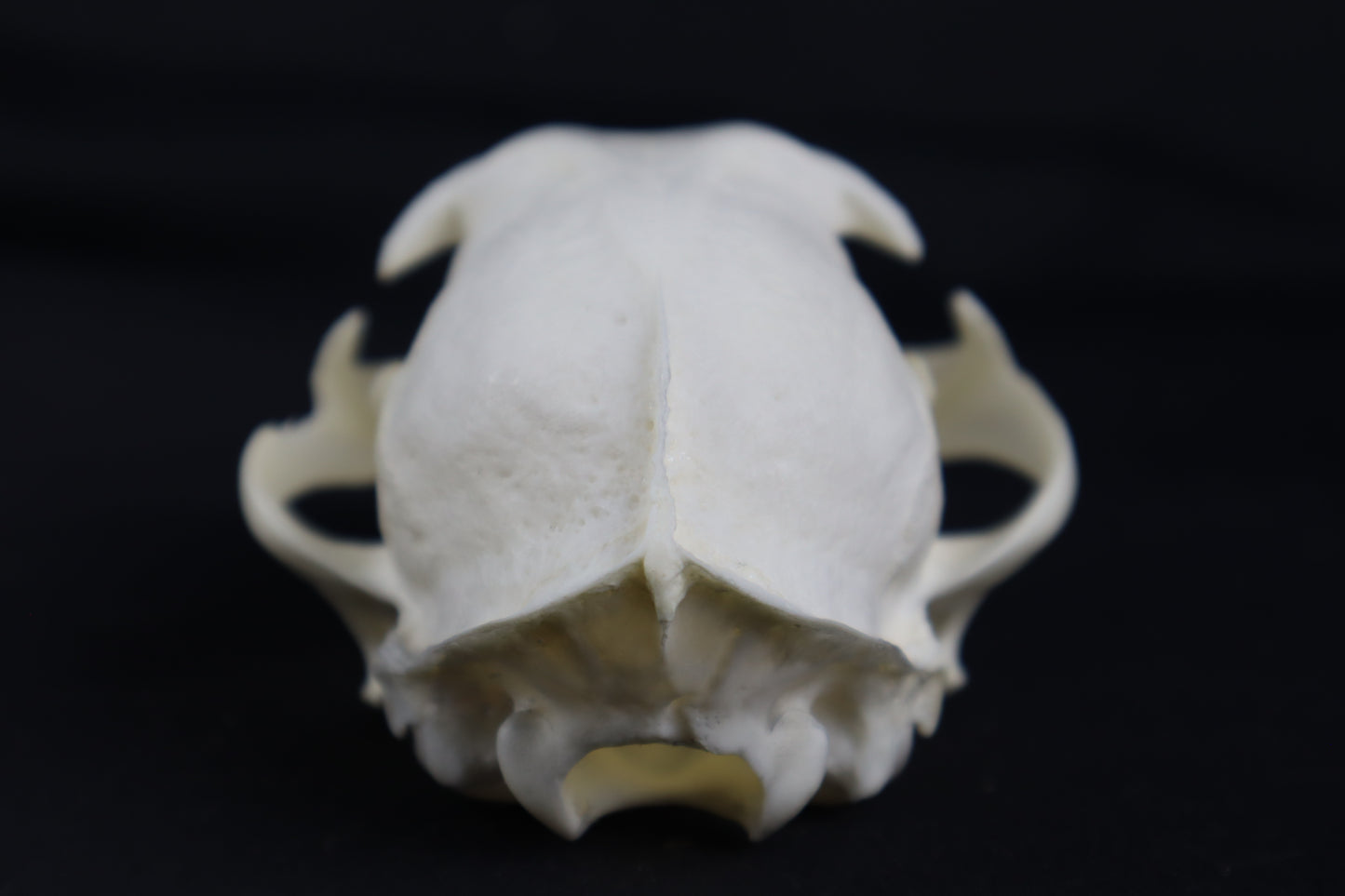 Craft Bobcat Skull