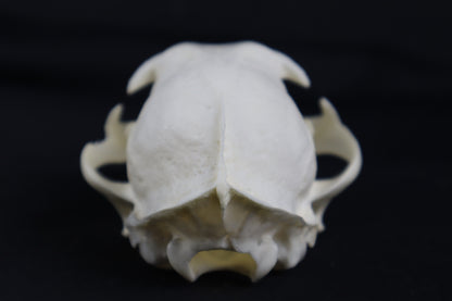Craft Bobcat Skull