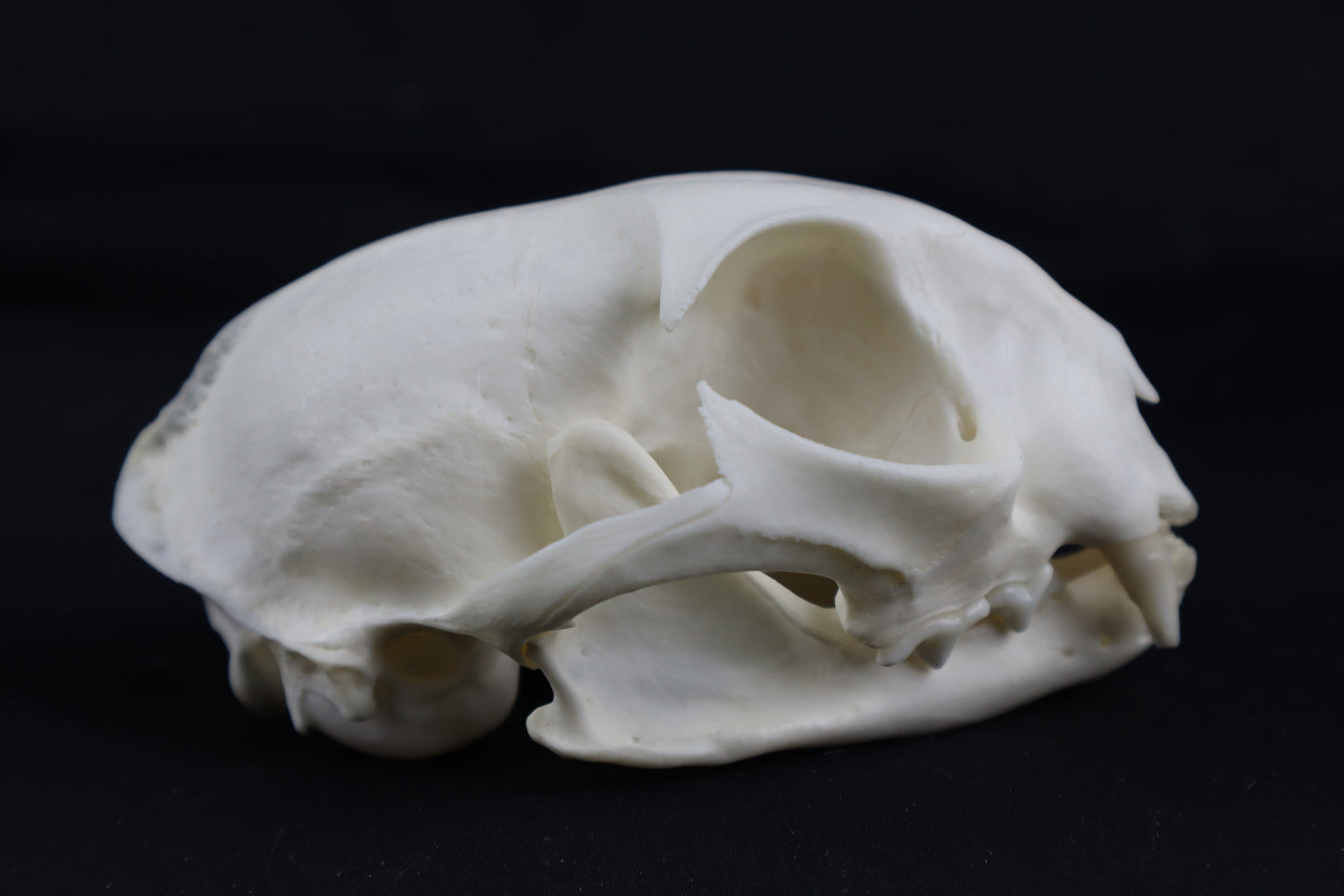 Craft Bobcat Skull