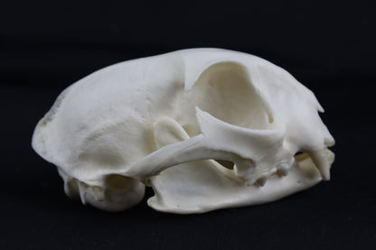 Craft Bobcat Skull