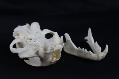 Craft Bobcat Skull