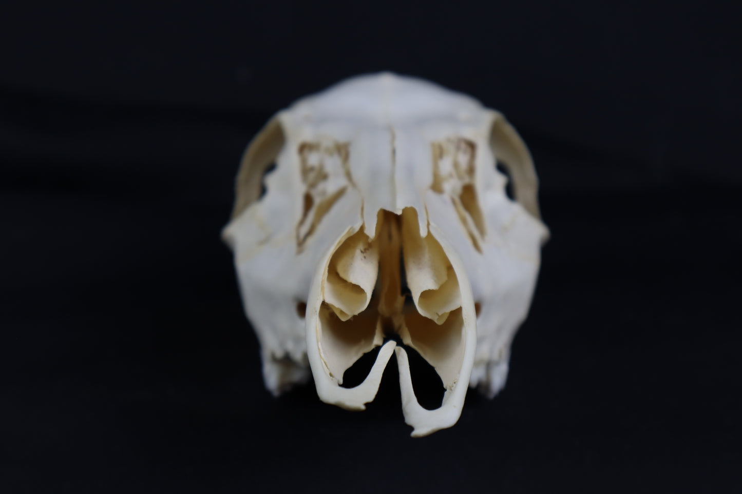Whitetail Doe Skull