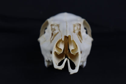 Whitetail Doe Skull