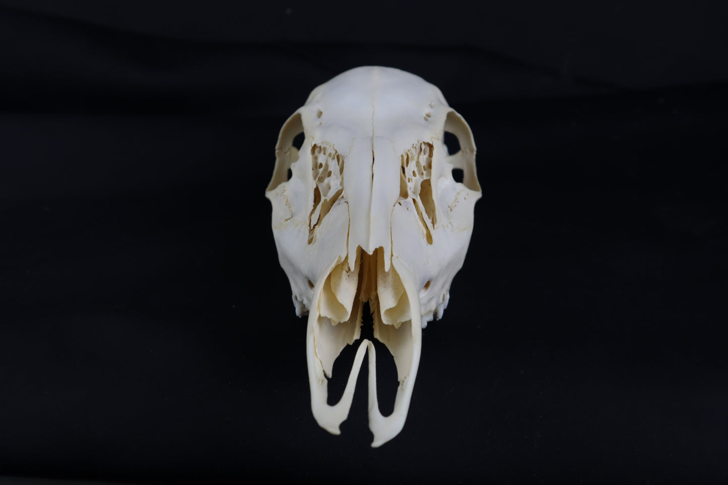 Whitetail Doe Skull