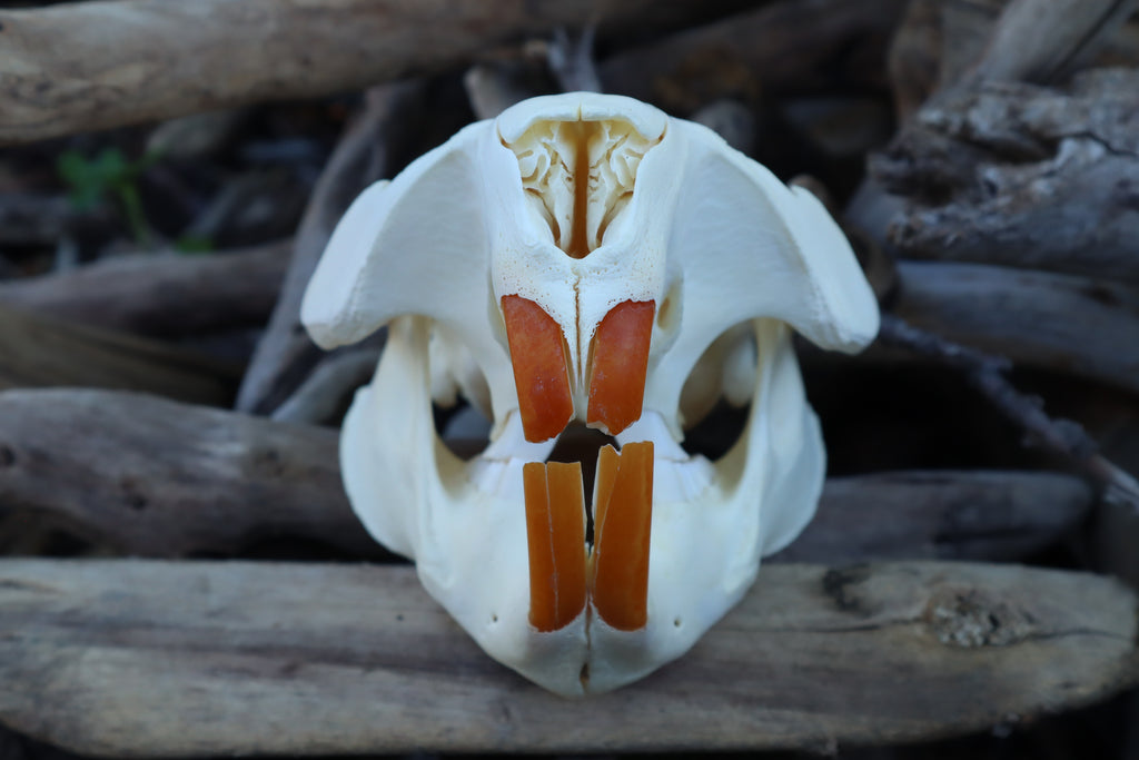 Beaver Skull