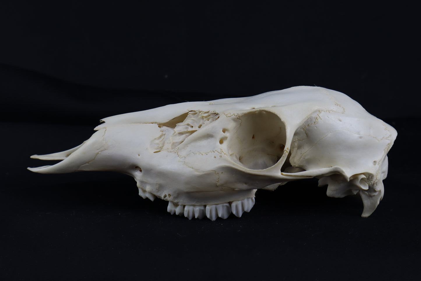 Whitetail Doe Skull