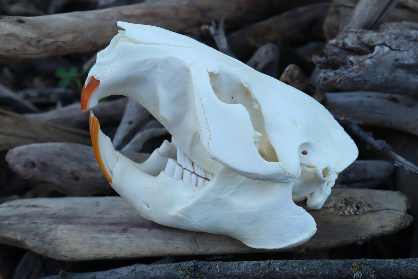 Beaver Skull