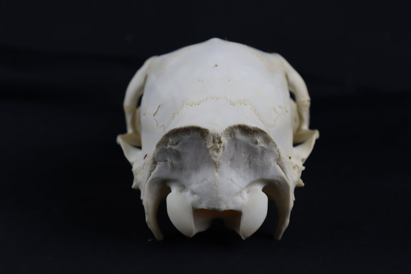 Whitetail Doe Skull
