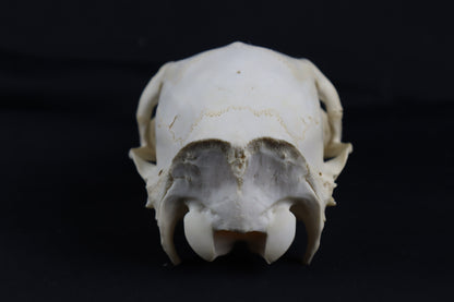 Whitetail Doe Skull