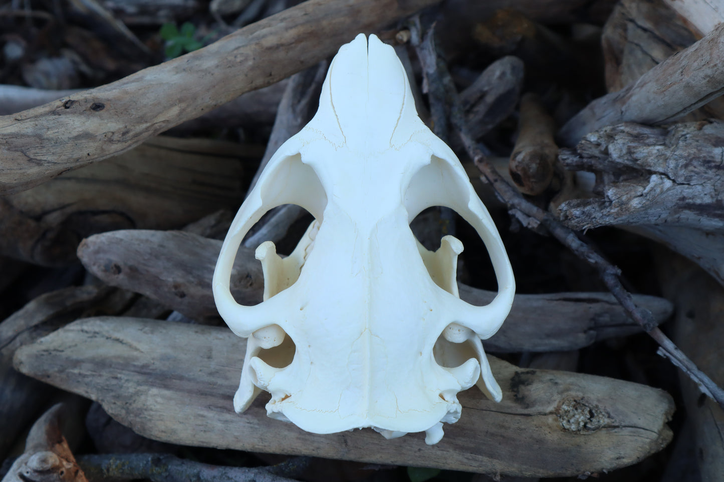 Beaver Skull