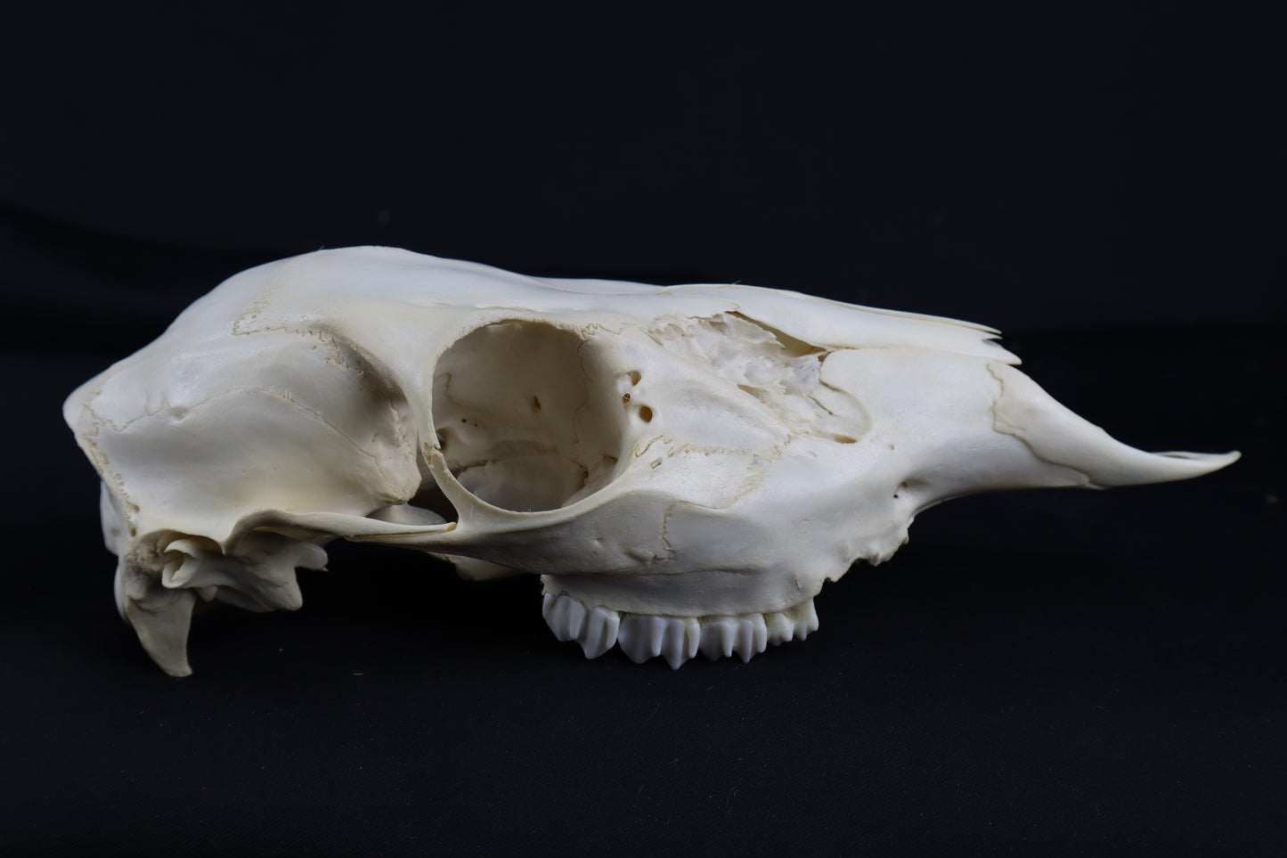 Whitetail Doe Skull