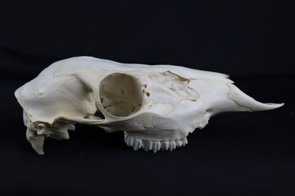 Whitetail Doe Skull