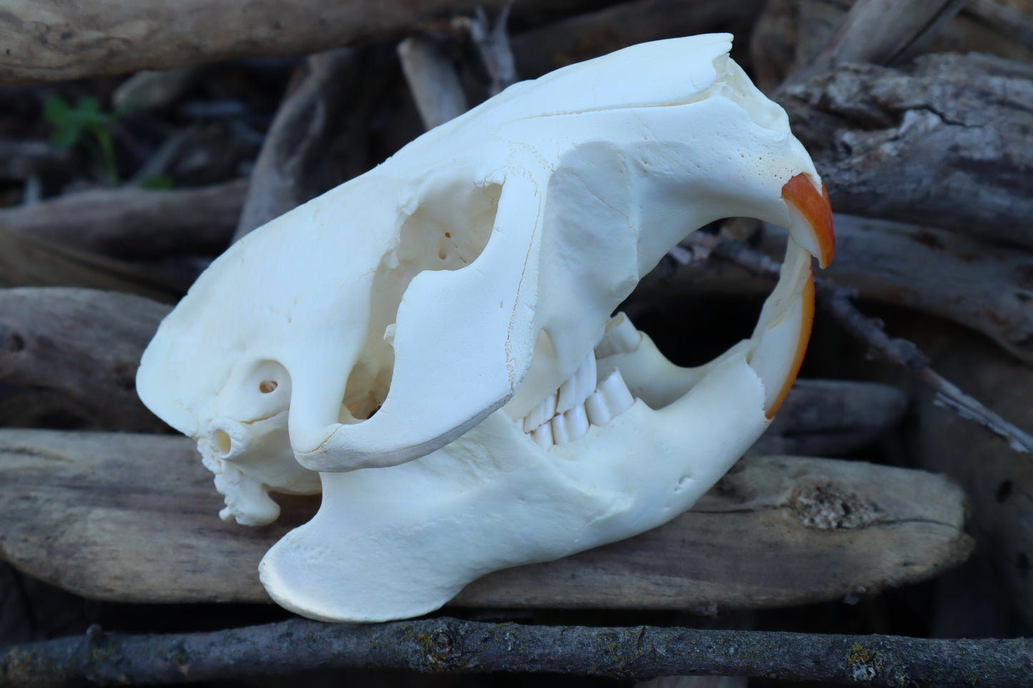 Beaver Skull
