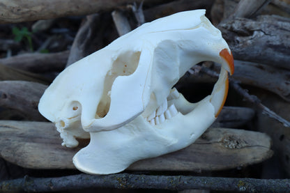 Beaver Skull