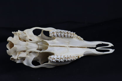 Whitetail Doe Skull