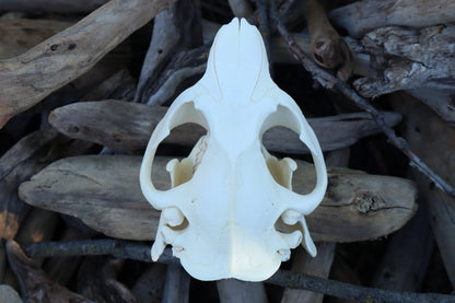 Beaver Skull