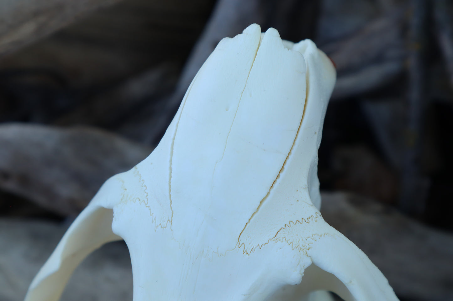 Beaver Skull