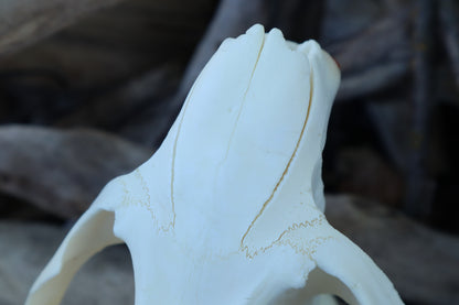 Beaver Skull