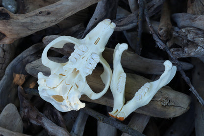 Beaver Skull