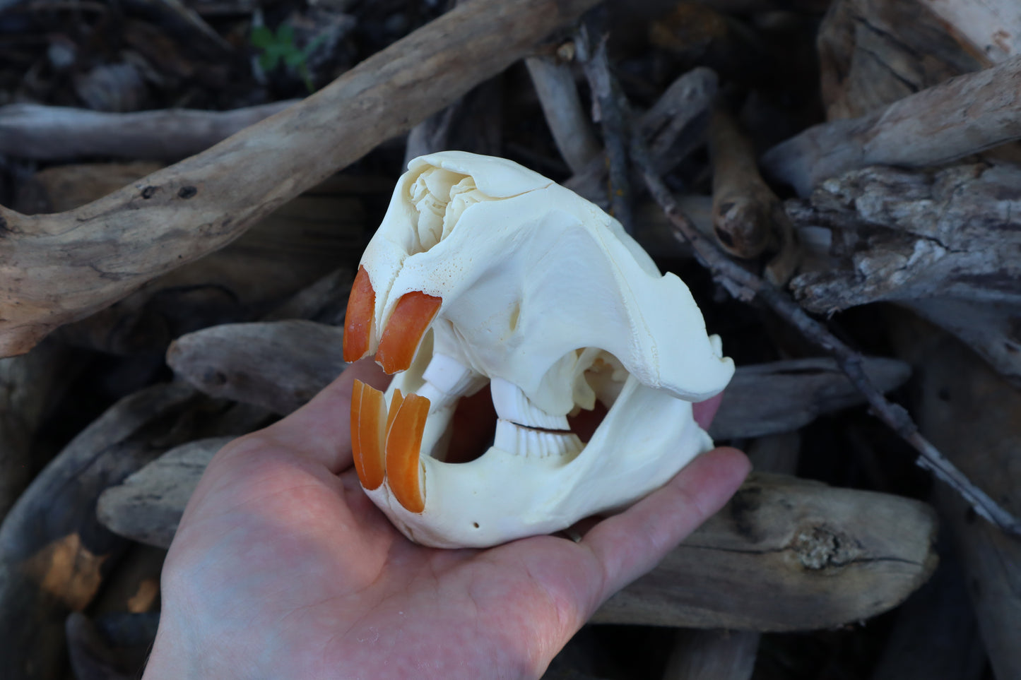 Beaver Skull