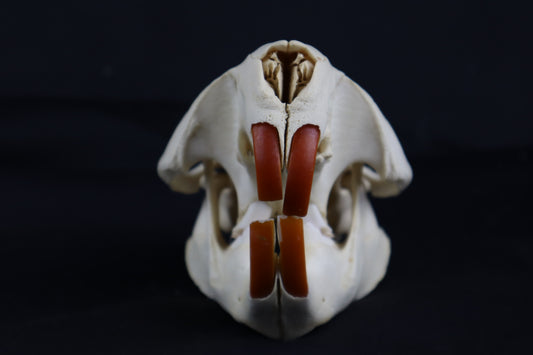 Beaver Skull