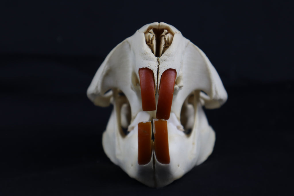 Beaver Skull