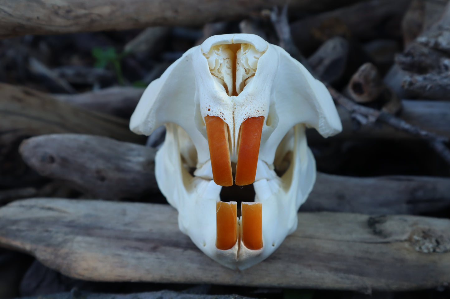 Beaver Skull