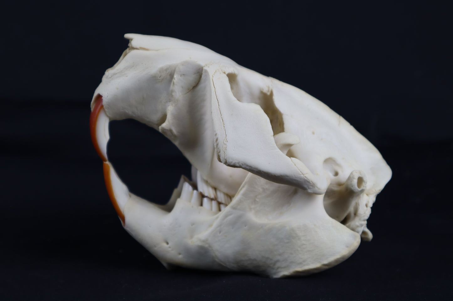 Beaver Skull