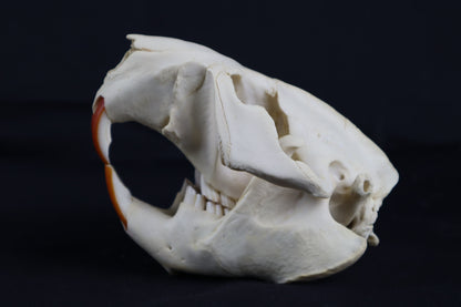 Beaver Skull