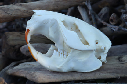 Beaver Skull