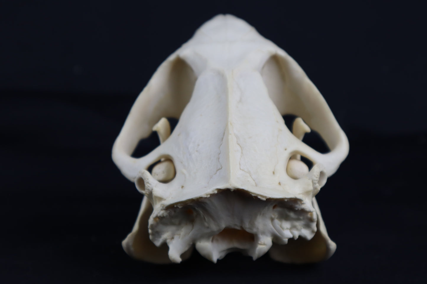 Beaver Skull
