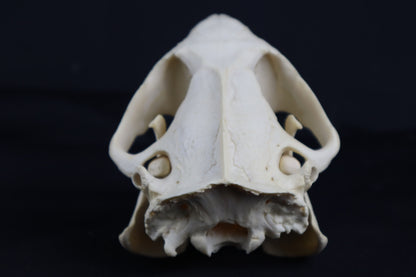 Beaver Skull