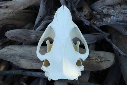 Beaver Skull
