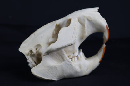 Beaver Skull