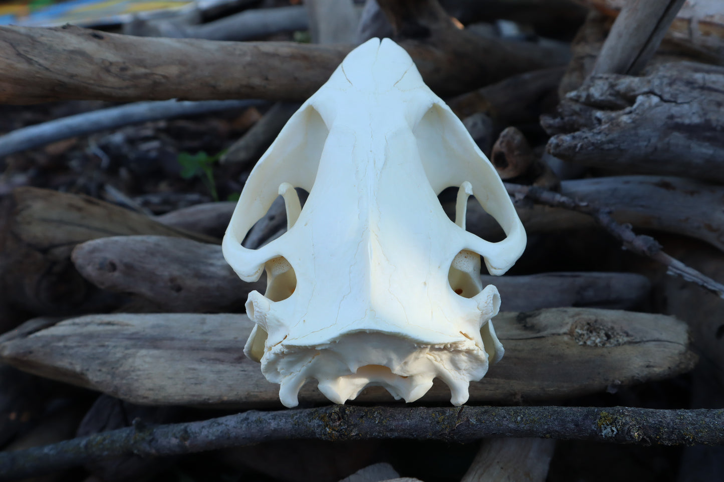 Beaver Skull