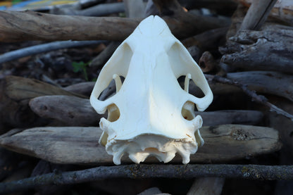 Beaver Skull