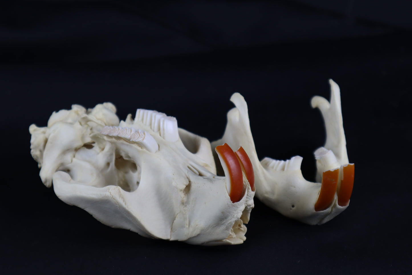 Beaver Skull