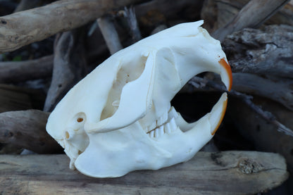 Beaver Skull