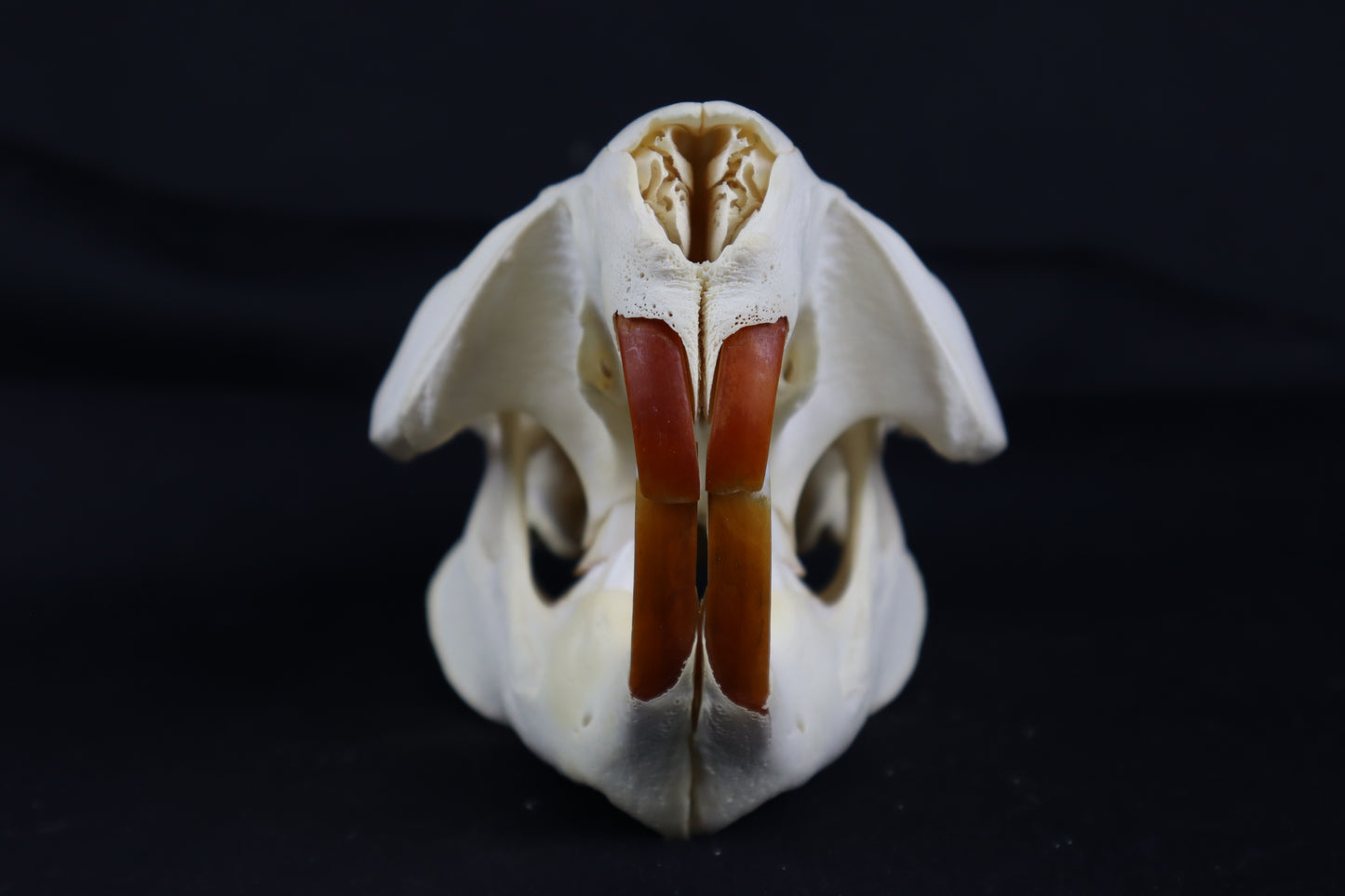 Beaver Skull