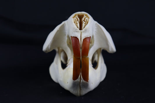 Beaver Skull