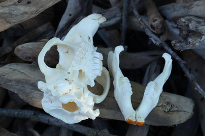 Beaver Skull