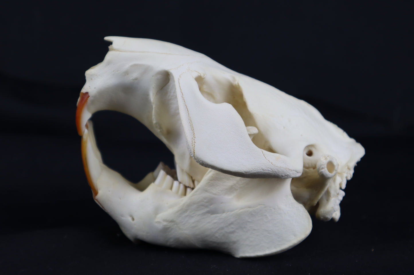 Beaver Skull