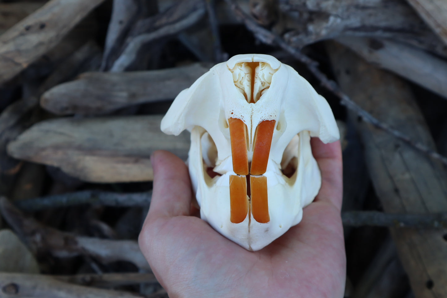 Beaver Skull