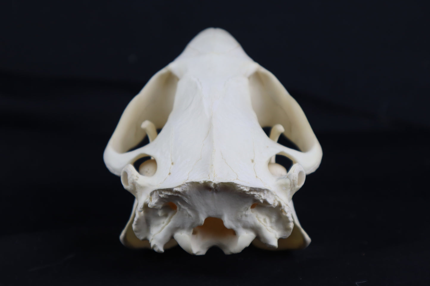 Beaver Skull
