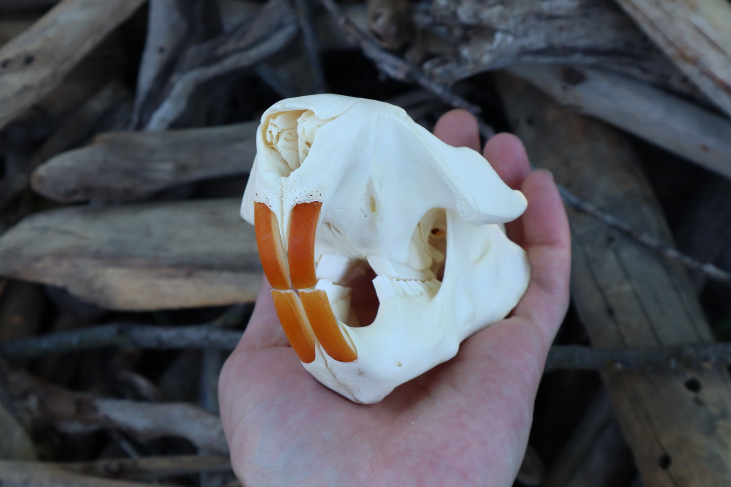Beaver Skull