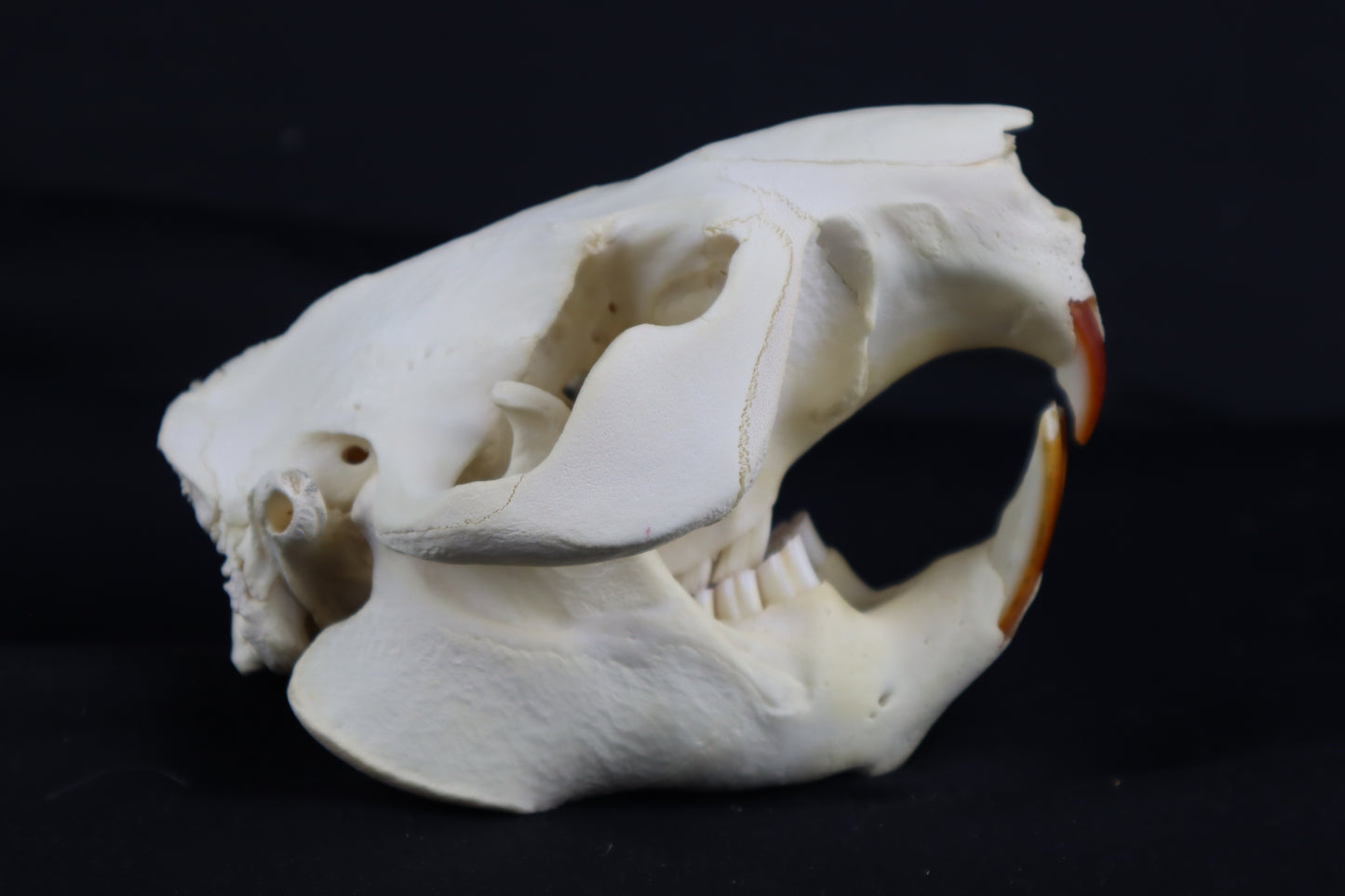 Beaver Skull