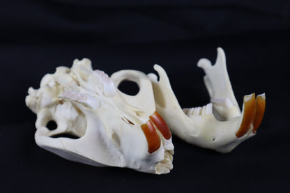 Beaver Skull