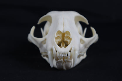 Bobcat Skull
